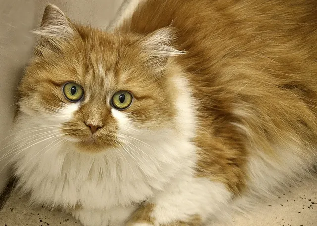 catl